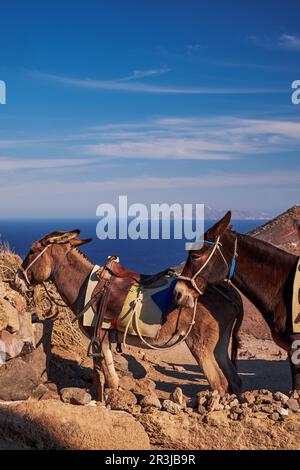 Braune Esel auf dem Wanderweg Fira nach Oia - Santorini Island, Griechenland Stockfoto