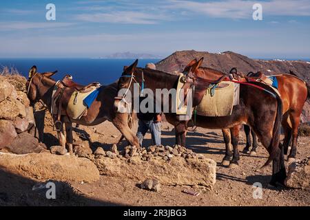 Braune Esel auf dem Wanderweg Fira nach Oia - Santorini Island, Griechenland Stockfoto