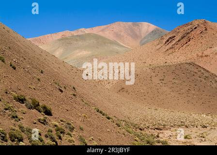 Reserva Provincial Las Vicuñas und der Laguna Brava, hohen Anden, der Provinz La Rioja, Argentinien Stockfoto