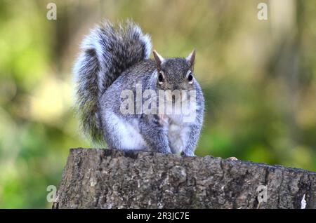 Ein erwachsenes graues Eichhörnchen, das ruhend auf einem Baumstumpf sitzt Stockfoto