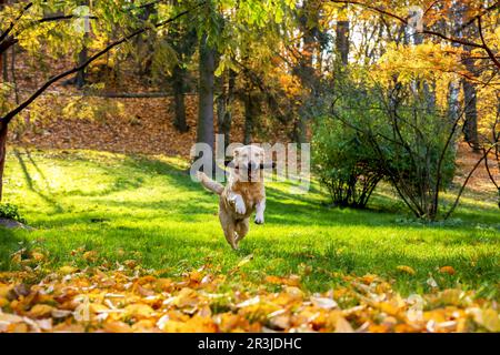 Süßer Labrador Retriever, der sich im sonnigen Herbstpark einen Stock holt Stockfoto