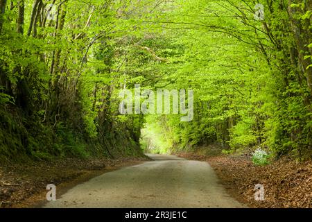 Buche Hedgebank entlang der Waysdown Lane in den Brendon Hills nahe Clatworthy im Frühling, Somerset, England. Stockfoto