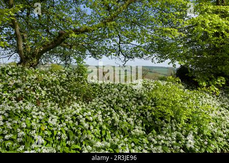 Wilder Knoblauch (Allium ursinum) in Blüten entlang der Waysdown Lane im Frühling in den Brendon Hills nahe Clatworthy, Somerset, England. Stockfoto