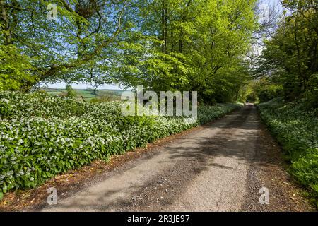 Wilder Knoblauch (Allium ursinum) in Blüten entlang der Waysdown Lane im Frühling in den Brendon Hills nahe Clatworthy, Somerset, England. Stockfoto