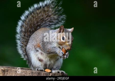 Grey Squirrel sciurus carolinensis, nicht einheimisch in Großbritannien Stockfoto