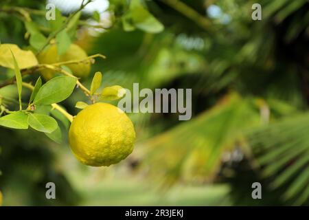 Frische, reife Triflorias wachsen an Bäumen im Freien, Nahaufnahme. Platz für Text Stockfoto