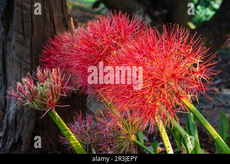 Nahaufnahme der leuchtenden und farbenfrohen orangefarbenen Blüten der Blutlilie oder des Scadoxus multiflorus im tropischen Garten im Freien vor natürlichem Hintergrund Stockfoto