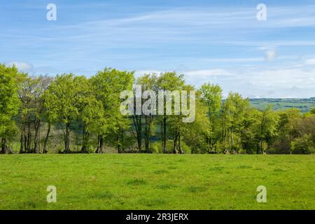 Eine Buchenhedgebank auf einem Feld im Frühling in den Brendon Hills bei Clatworthy, Somerset, England. Stockfoto