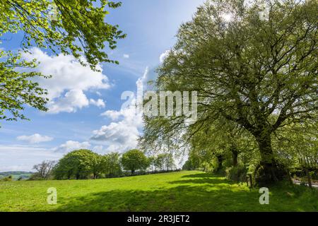 Gewöhnliche Buchenbäume am Rande eines Feldes im Frühling in den Brendon Hills bei Clatworthy, Somerset, England. Stockfoto