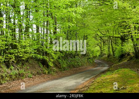 Eine von Buchen gesäumte Landstraße in den Brendon Hills nahe Clatworthy, Somerset, England. Stockfoto