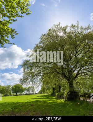 Gewöhnliche Buchenbäume am Rande eines Feldes im Frühling in den Brendon Hills bei Clatworthy, Somerset, England. Stockfoto