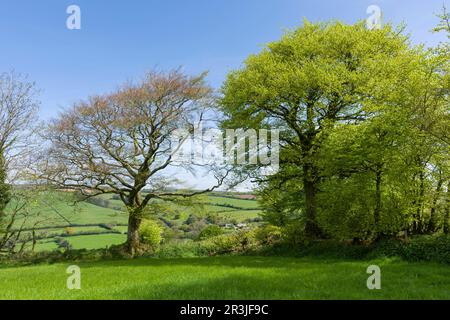 Gewöhnliche Buchenbäume am Rande eines Feldes im Frühling in den Brendon Hills bei Clatworthy, Somerset, England. Stockfoto