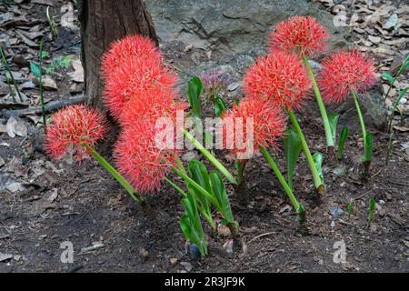 Nahaufnahme einer Gruppe orangefarbener roter Blüten von Scadoxus multiflorus, auch bekannt als Blutlilie, die im tropischen Garten blüht Stockfoto