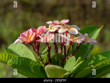 Blick aus der Nähe auf leuchtend orange-gelbe und rosa Frangipani oder Plumeria-Blumenstrauß, isoliert nach Regen im sonnigen tropischen Garten Stockfoto