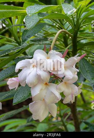 Blick aus der Nähe auf frische weiße und rosafarbene Plumeria oder Frangipani-Blumensträuße nach Regen, isoliert im tropischen Garten Stockfoto