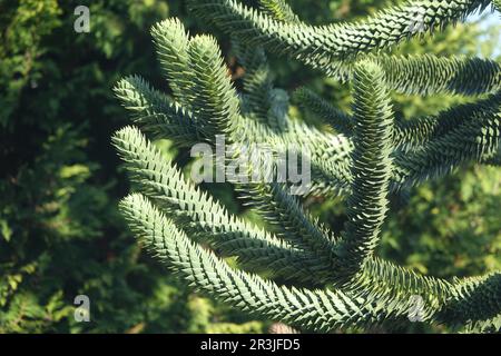 Araucaria araucana, Affenrätsel, Nadeln Stockfoto