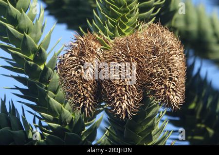 Araucaria araucana, Affenpuzzle, männliche Zapfen Stockfoto