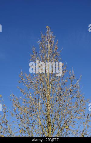 Corylus colurna, türkisches Haselnussöl, blühend im Herbst Stockfoto