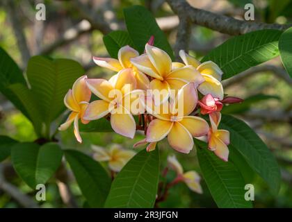 Blick aus der Nähe auf zarte und farbenfrohe orange-gelbe und rosa Frangipani oder Plumeria mit Blumen, isoliert im tropischen Garten Stockfoto