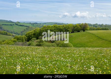 Die Brendon Hills im Frühling nahe Clatworthy im Frühling, Somerset, England. Stockfoto