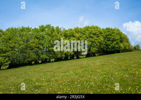 Buchenhecke und eine mit Löwenzahn gefüllte Wiese in den Brendon Hills bei Clatworthy, Somerset, England. Stockfoto