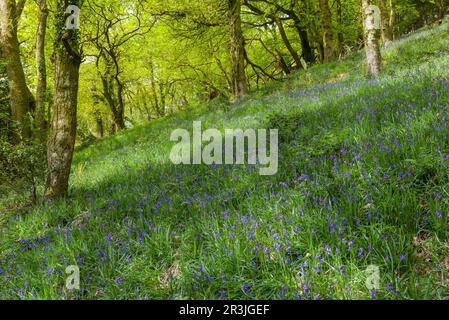 Bluebells (Hyacinthoides non scripta) in einem Laubwald im Frühling in den Brendon Hills bei Clatworthy, Somerset, England. Stockfoto