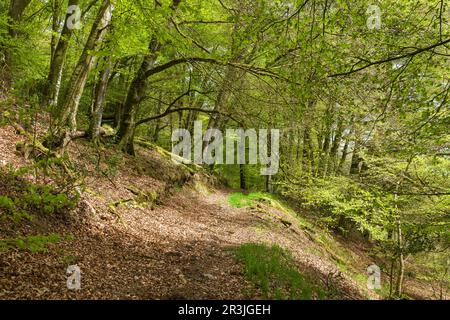 Im Frühling geht es in den Brendon Hills in der Nähe von Clatworthy, Somerset, England, durch Laubwälder. Stockfoto