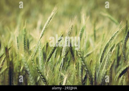 Triticale-Ohren auf dem Feld Stockfoto