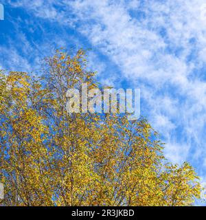 Hintergrund Herbst. Leuchtend gelbe Blätter auf Birkenästen vor blauem Himmel Stockfoto
