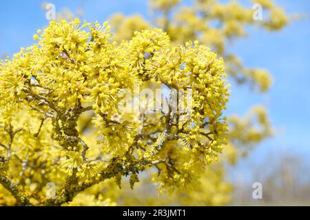 Gelber Baum Ciliegia cornelian, Kornelen, Hundelholz, Cornus Mas, Cornus officinalis, Nahaufnahme über den blauen Himmel. Natürlicher Frühlingshintergrund Stockfoto