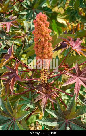 Rizinusöl oder Rizinusbohne, Ricinus communis, in freier Wildbahn. Stockfoto