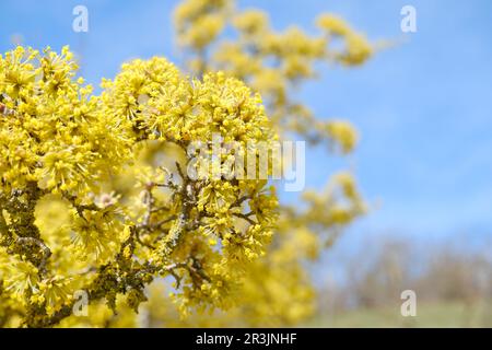 Gelbe Blume von Ciliegia cornelian, Kornell, Hundelholz, Cornus Mas, Cornus officinalis, Nahaufnahme über den blauen Himmel. Natürlicher Frühlingshintergrund Stockfoto