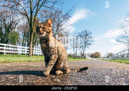 Die Wildkatze ruht sich auf der Landstraße aus. Frühlingssaison, sonniger Tag nach dem Regen. Stockfoto