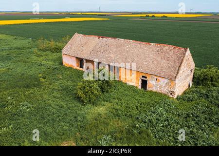 Altes verlassenes und zerstörtes Bauernhaus, umgeben von bebauten Feldern in der Vojvodina von der Drohne pov, Luftaufnahme aus dem hohen Winkel Stockfoto