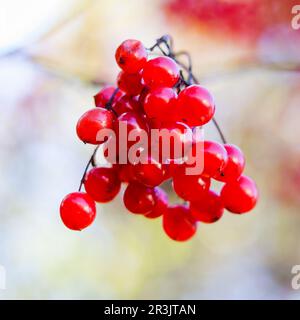 Rote Viburnum-Beeren auf den Zweigen im Garten. Unscharfer Herbsthintergrund Stockfoto