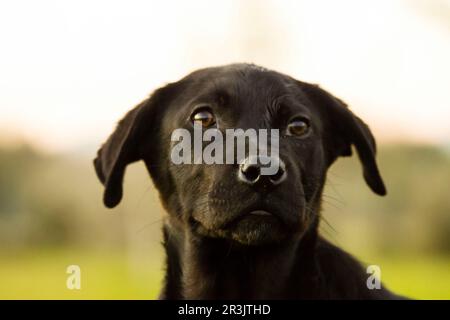 Perro de Pastor Mallorquín o Ca de Bestiar , Mallorca, balearen, spanien, europa. Stockfoto