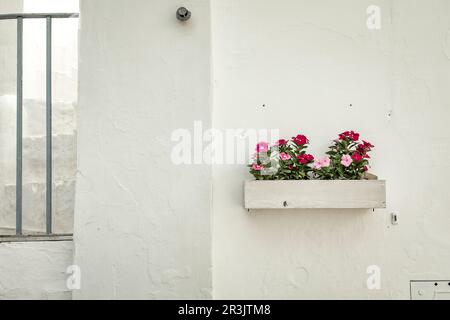 Blumen auf einer Fassade in Cisternino, Italien Stockfoto