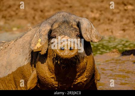 Niara de cerdos Negros, Finca Es Bosch Vell, Santa Margalida, Mallorca, Balearen, Spanien, Europa. Stockfoto