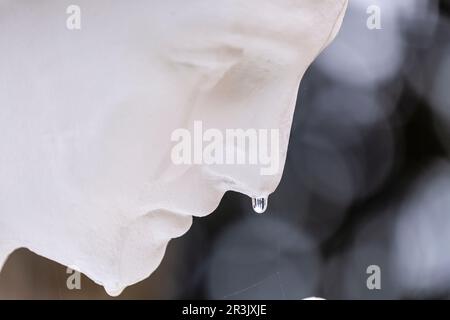 Engel weint für den Regen, Genova Municipal Cemetery, Mallorca, Balearen, Spanien. Stockfoto