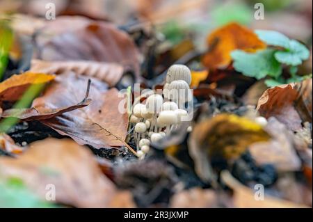 Pilze Stockfoto