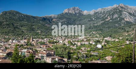 Olivenhain und Puig Major im Hintergrund, Soller Tal, Mallorca, Balearen, Spanien. Stockfoto