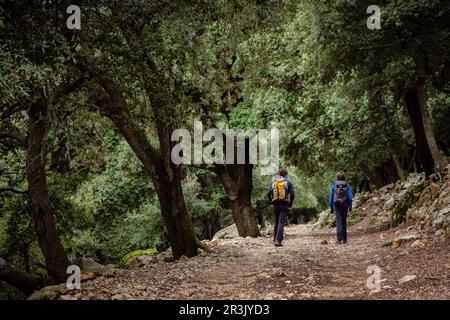 encinar, camino des Cingles ( cami des Binis), Fornalutx, Mallorca, balearen, Spanien. Stockfoto