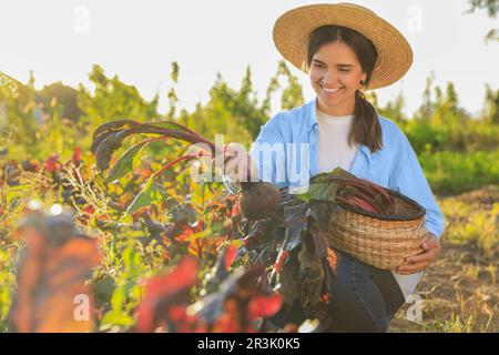 Frau, die frische, reife Rüben auf dem Bauernhof erntet Stockfoto