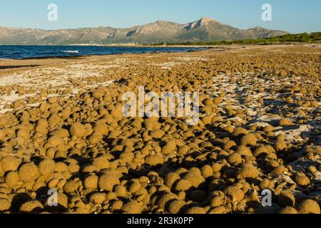 bolas de posidonia, playa de Es Dolç, dunas de Son Real, bahia de Alcudia, Santa Margarida, Mallorca, balearen, spanien, europa. Stockfoto