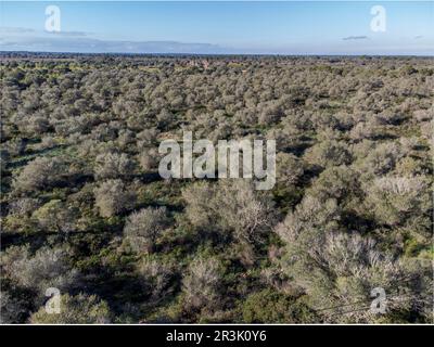 Wilde Oliven, mediterrane Macchia, Finca Marola, Estanyol, Sa Marina de Llucmajor, Mallorca, Balearen, Spanien. Stockfoto