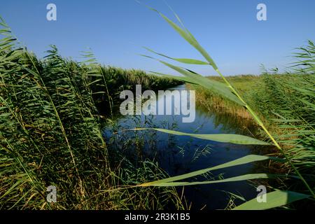 torrente de Muro, Naturpark Albufera de Mallorca, Gemeinden Muro und sa Pobla. Mallorca, balearen, spanien, europa. Stockfoto