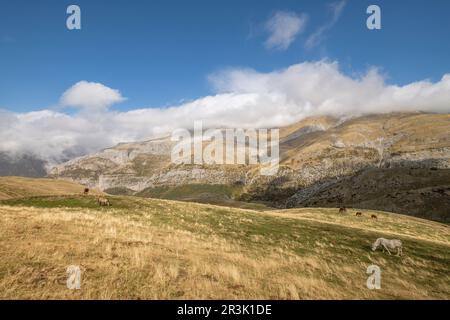 Herde von Pferden auf den Pisten von Punta de la Cuta, westlichen Täler, Pyrenäen, Provinz Huesca, Aragón, Spanien, Europa. Stockfoto