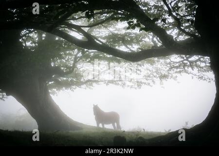 Caballo Bajo Las Hayas, Fagus Sylvaticus, Parque natural Gorbeia, Alava - Vizcaya, Euzkadi, Spanien. Stockfoto