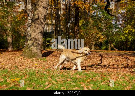 Süßer Labrador Retriever, der sich im sonnigen Herbstpark einen Stock holt Stockfoto