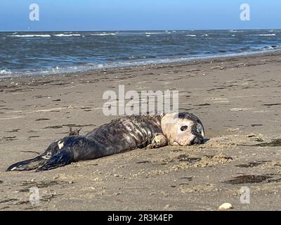 Die Niederlande, ein toter Seehund am Nordseestrand der Wadden Island Vlieland. Stockfoto
